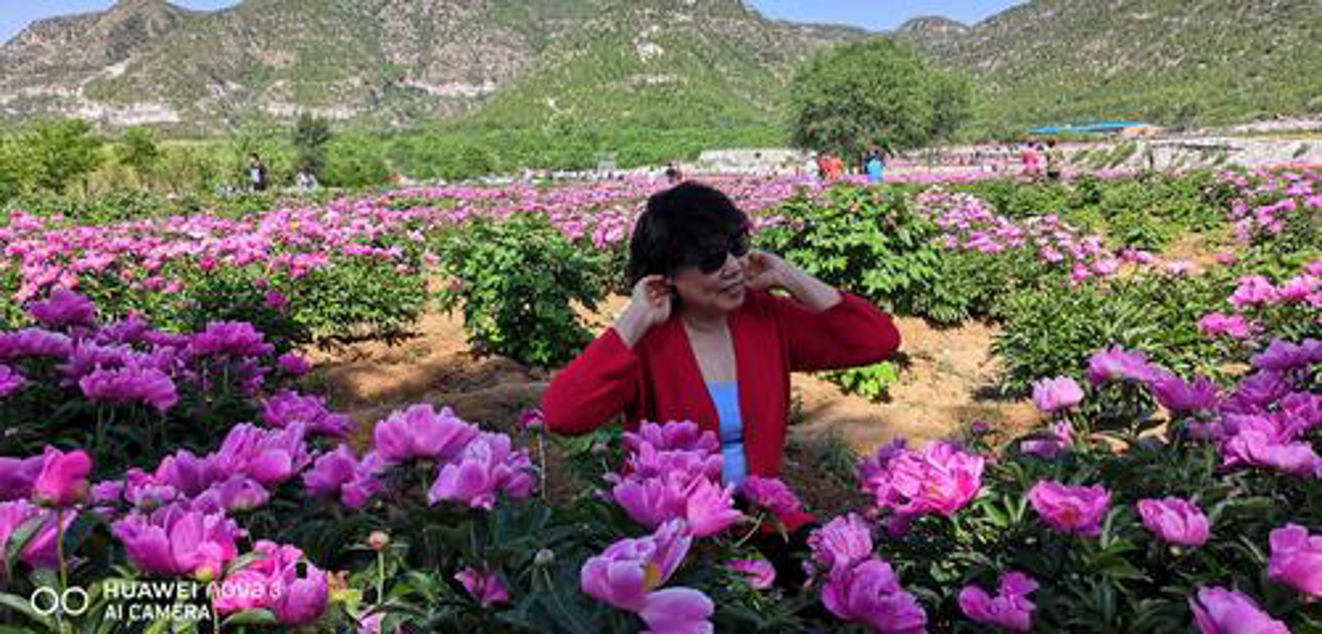 玫瑰神话鲜花